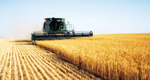 Algérie Autonomie Céréalière : Une Stratégie d’Importation de Blé et de Renforcement de la Production Locale