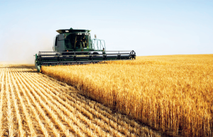 Algérie Autonomie Céréalière : Une Stratégie d’Importation de Blé et de Renforcement de la Production Locale